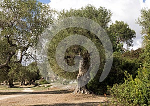 Ancient olive tree, Lama D`Antico photo